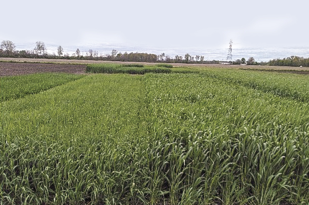 The four species with cereal rye