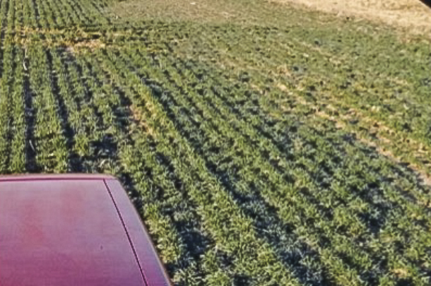The venefit of fall manure or nitrogen application