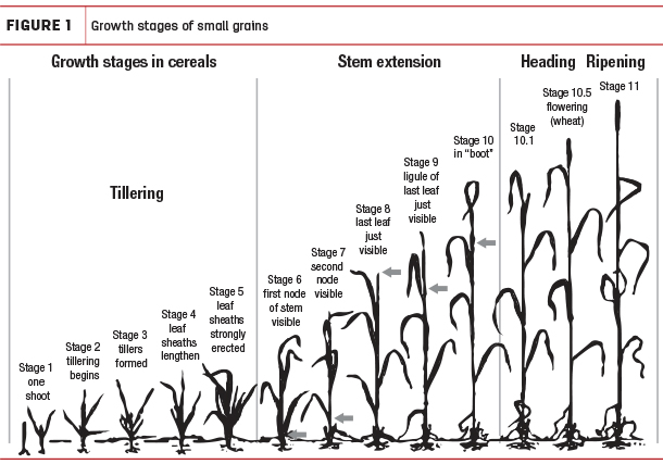 Growth statges of small grains