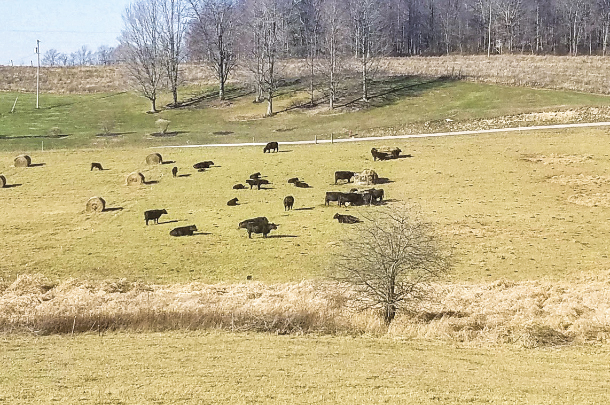 Cows eat unrolled hay on dry ground