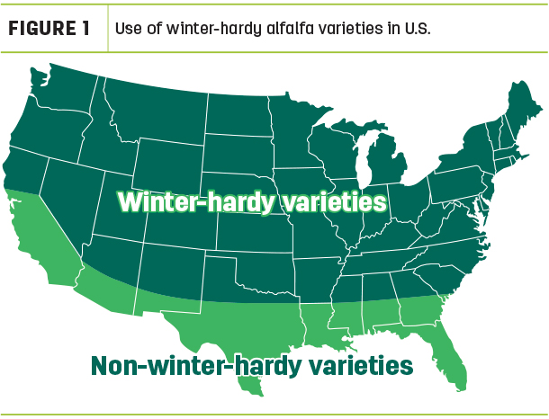 Use of winter-hardy alfalfa varieties in U.S.