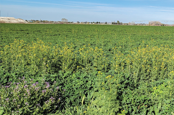 Weeds in a field