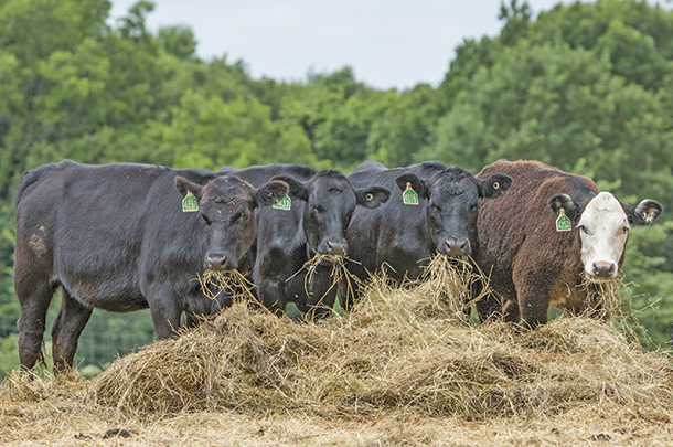 supplementing feed
