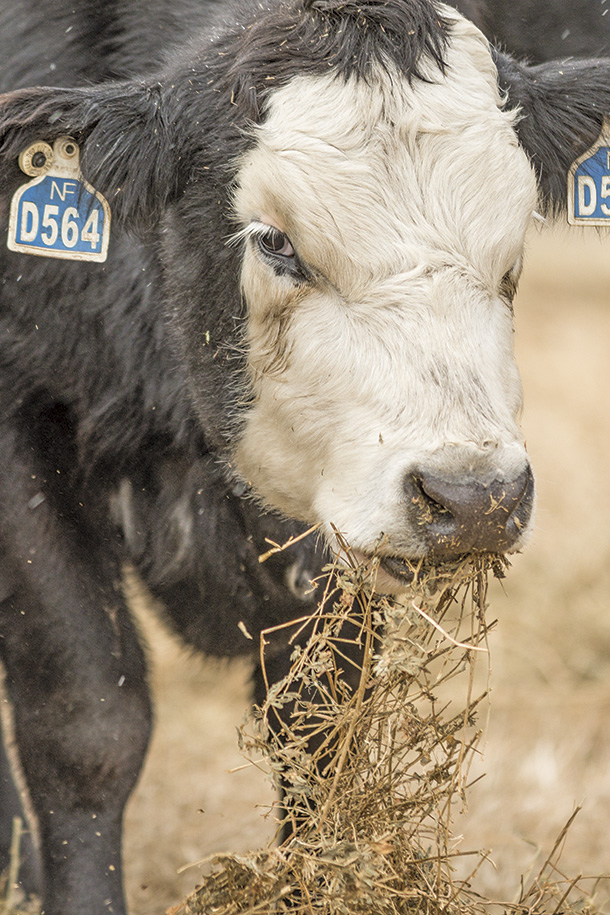 Feeding hay