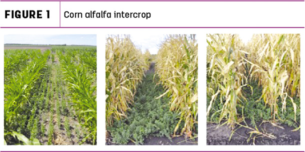Corn alfalfa intercrop