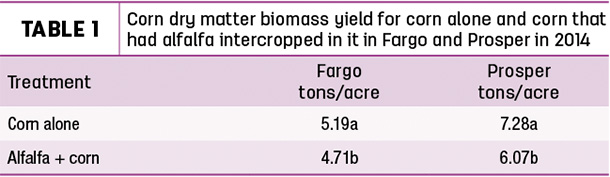 Corn dry matter biomass yeild