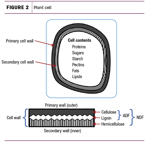 Plant cell