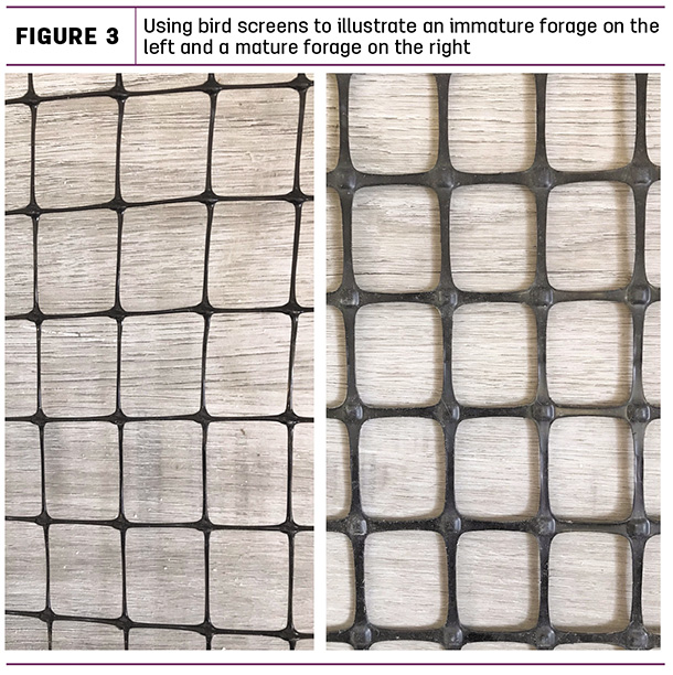Using bird screens to illustrate an immature forage on the left and a mature forage on the right