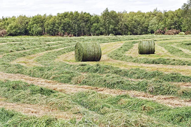 0522pf Hay