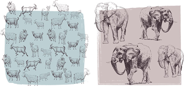 Animals