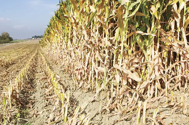 Corn to be harvested