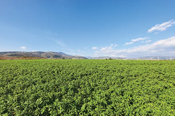 Field of alfalfa