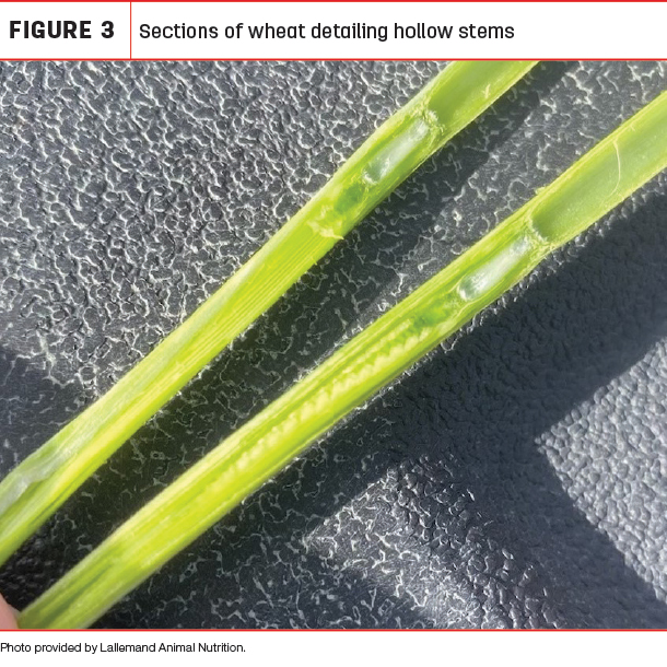 Sections of wheat detailing hollow stems