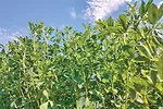 Weeds compete for water and nutrients