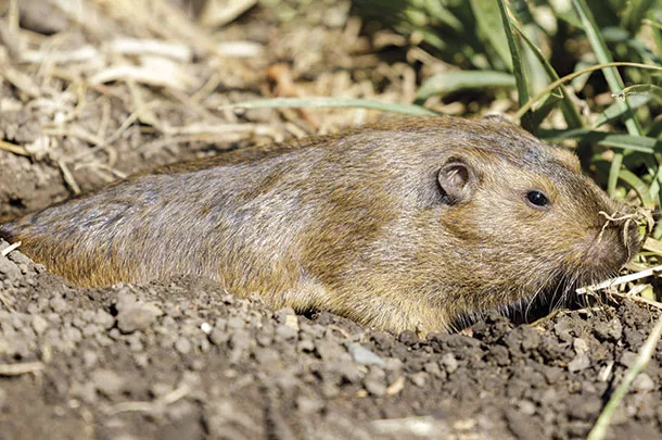 gopher