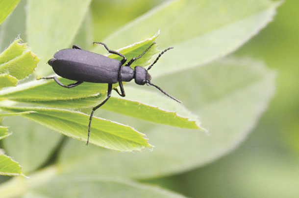 Blister beetles in alfalfa and when to worry - Progressive Forage