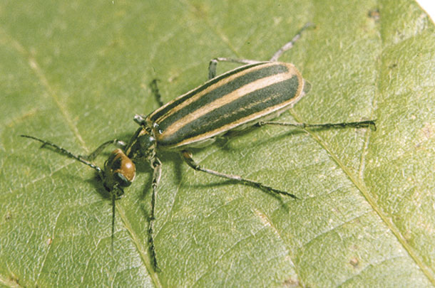 Striped blister beetle