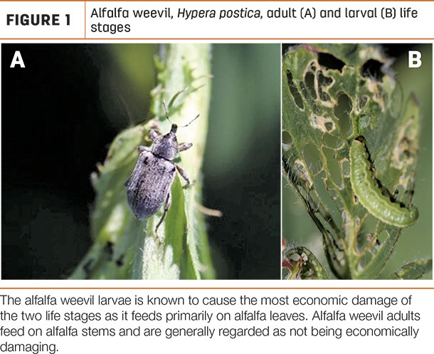 Alfalfa weevil
