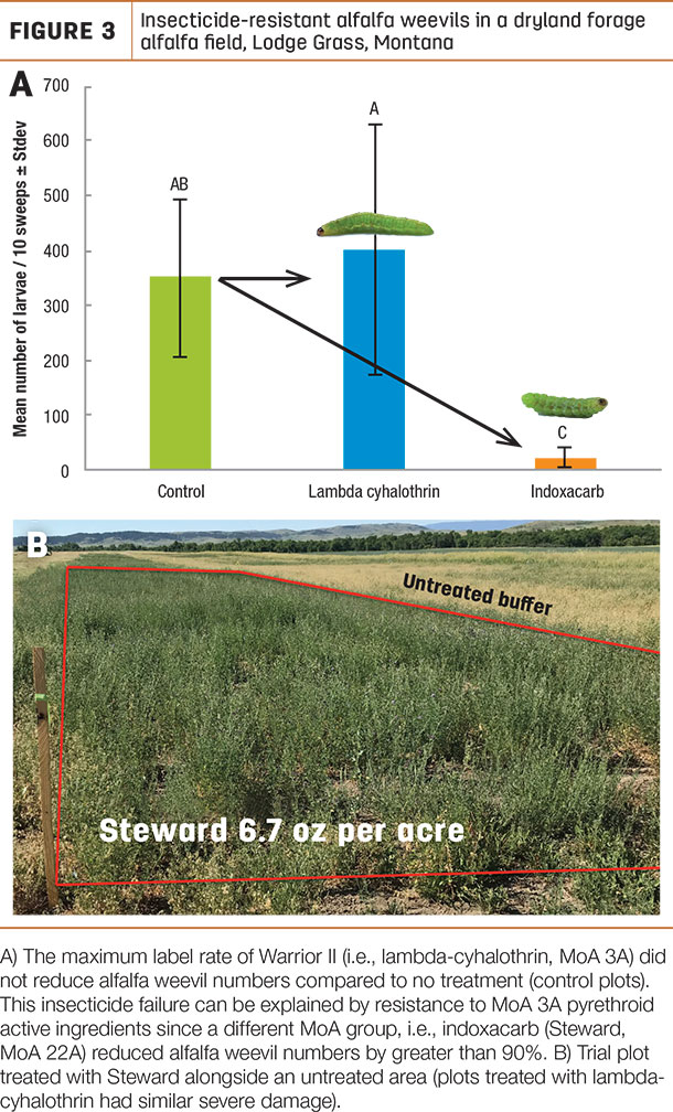 Insecticide-resistant alfalfa weevils in a dryland forage alfalfa