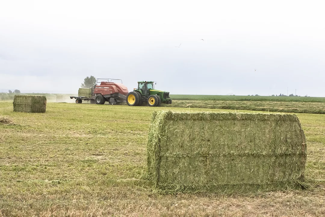Alfalfa_baling_-_Dixon.jpeg