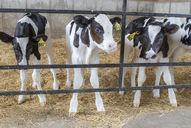 Calves_1_-_Dixon.jpeg