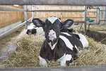 Calves_3_-_Dixon.jpeg