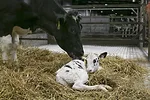 Calves_new_-_Hurty.jpeg
