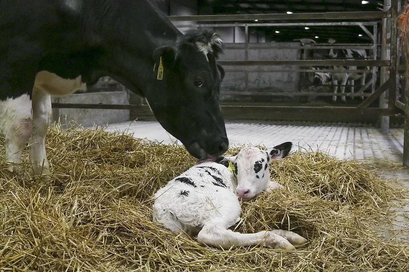 Calves_new_-_Hurty.jpeg