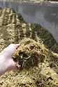 Silage_Schmitz.JPG.jpg
