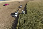 Silage_chopping_-_Merritt.jpeg