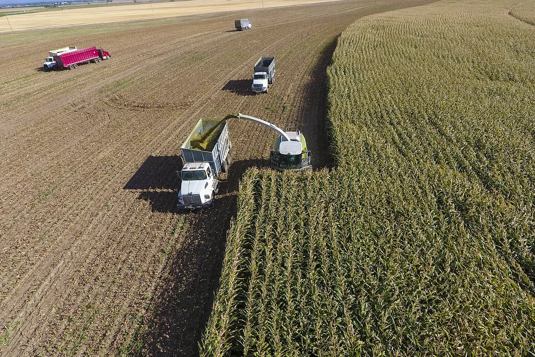 Silage_chopping_-_Merritt.jpeg