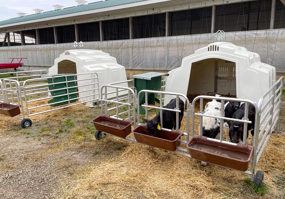 GroupHutchRollingPen_800troughs.jpg