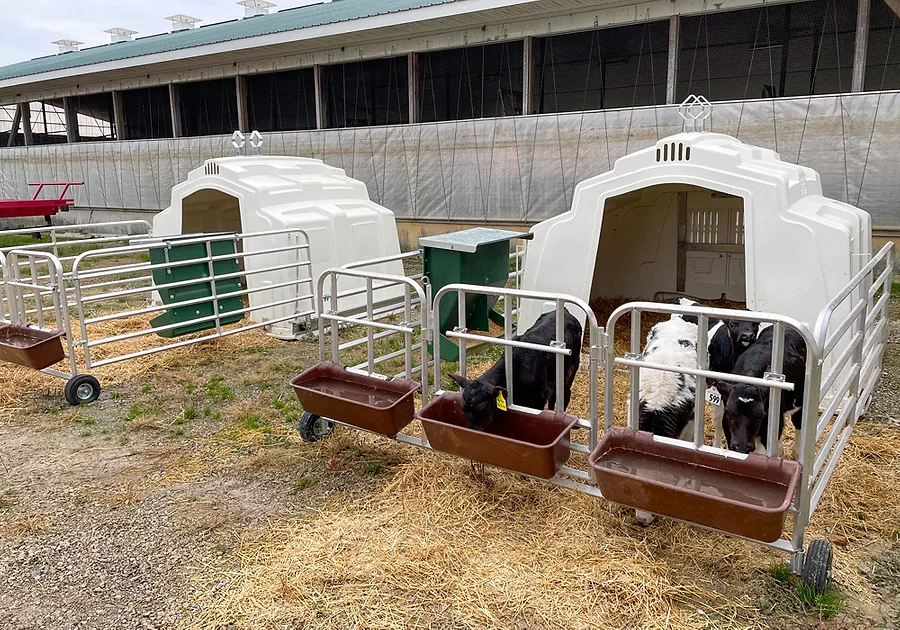 GroupHutchRollingPen_800troughs.jpg