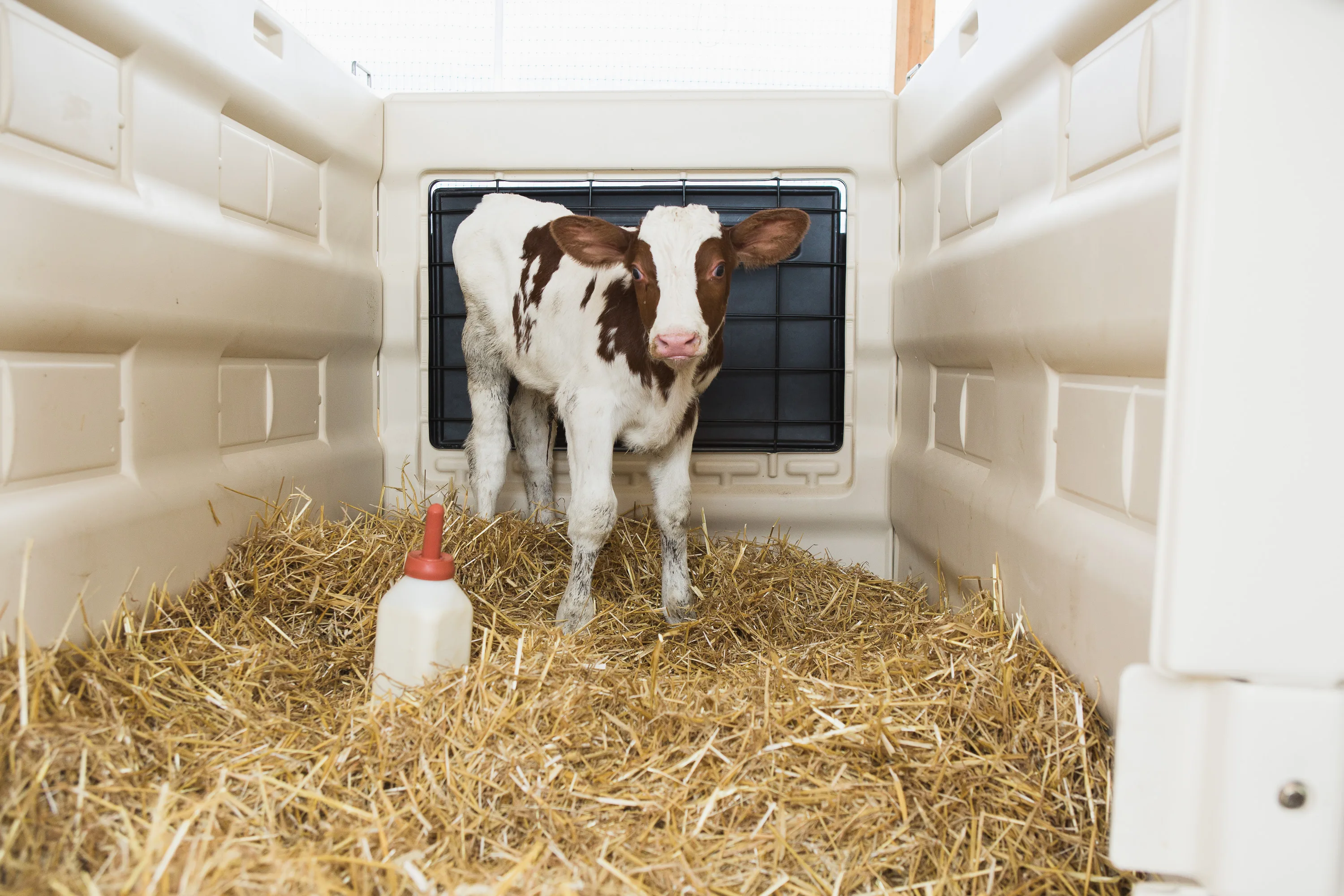 Calf-Tel_Roden_IMG_4422 (9).jpg