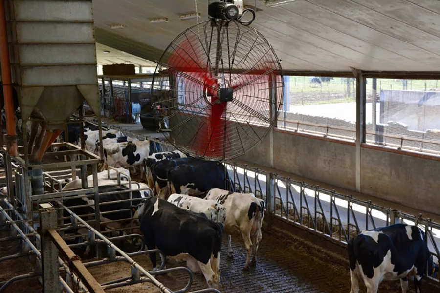 Multifan Dairy Fan.jpg
