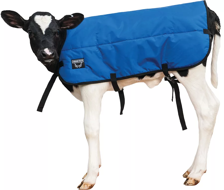 Calf Blanket in medium double insulated