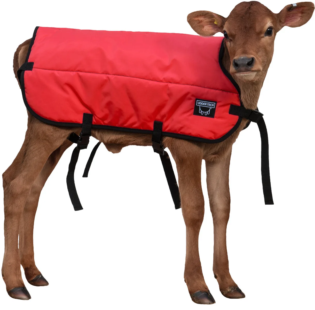 Calf Blanket in small double insulated