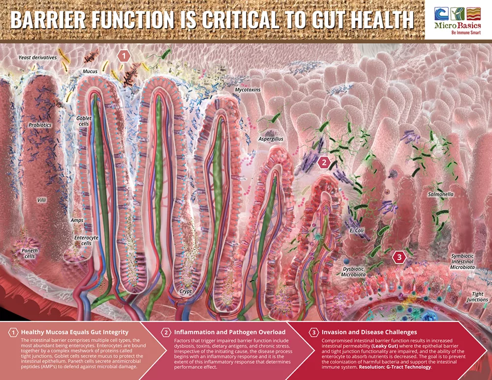 Leaky-Gut-Brochure.png