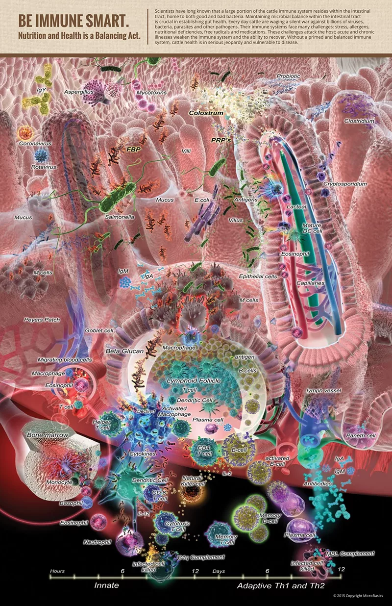 MicroBasics-Immune-Balance.png