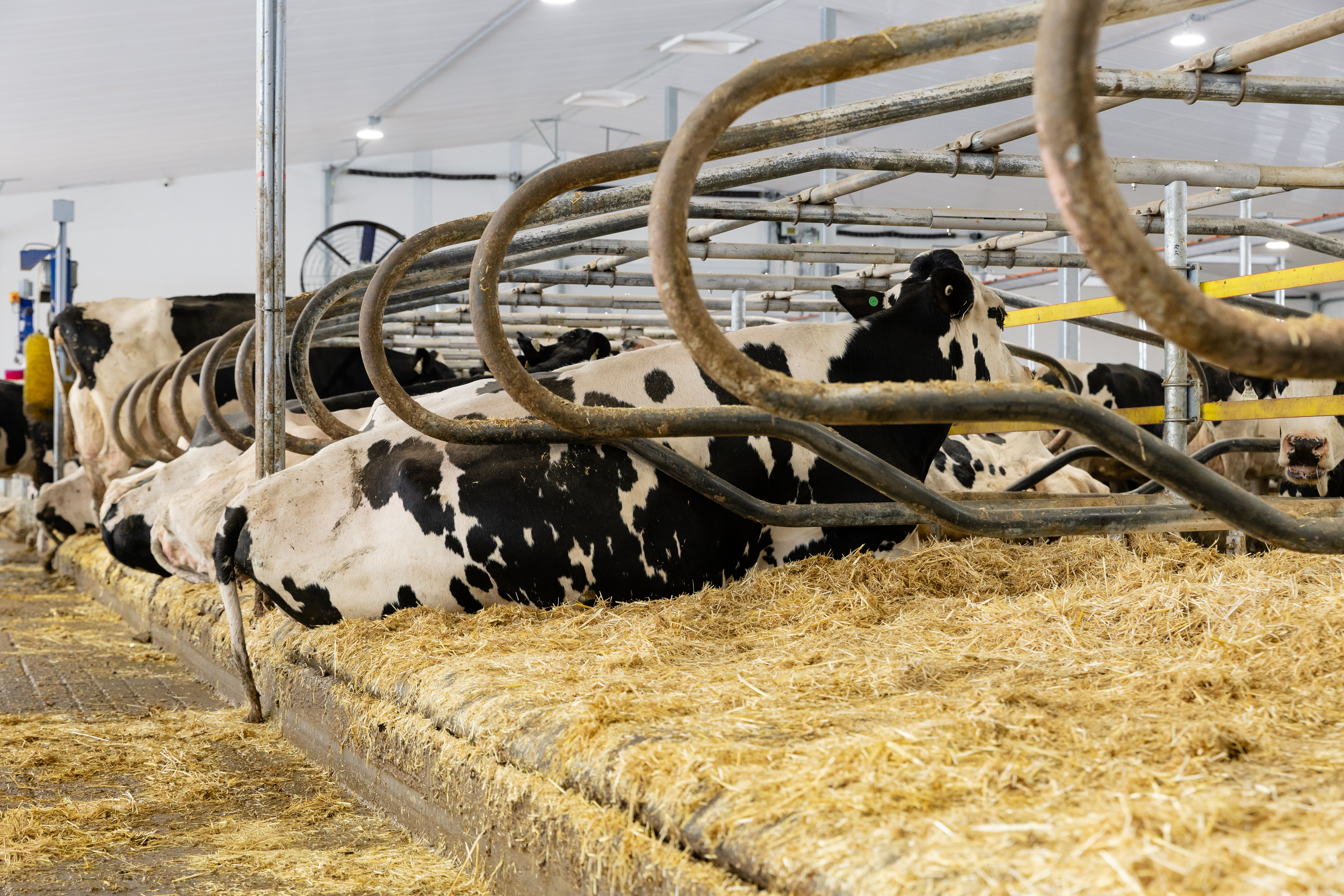 Pasture Mat  (4).jpg