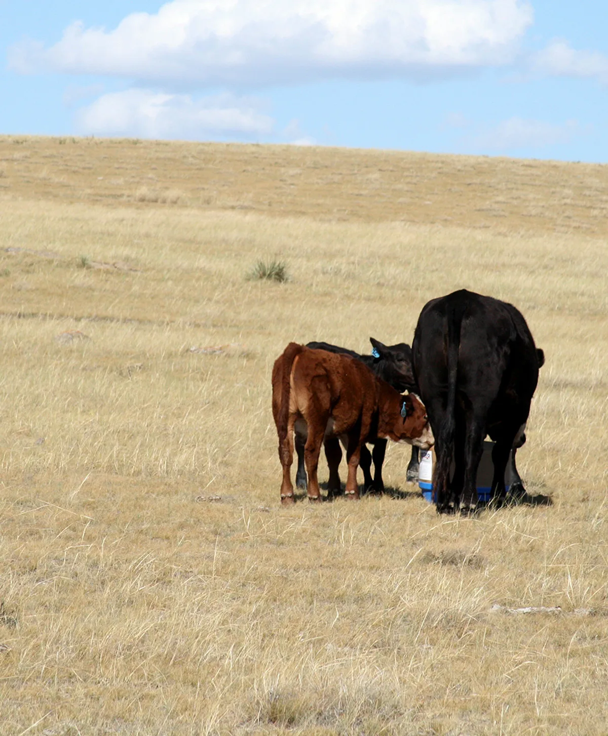 calves-cow-on-block_.jpg