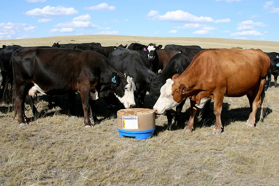 cowsonblocks_small.jpg