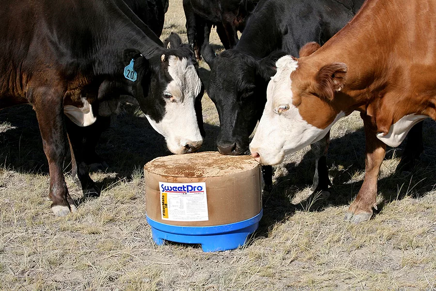 irv_cows_on_block_.jpg