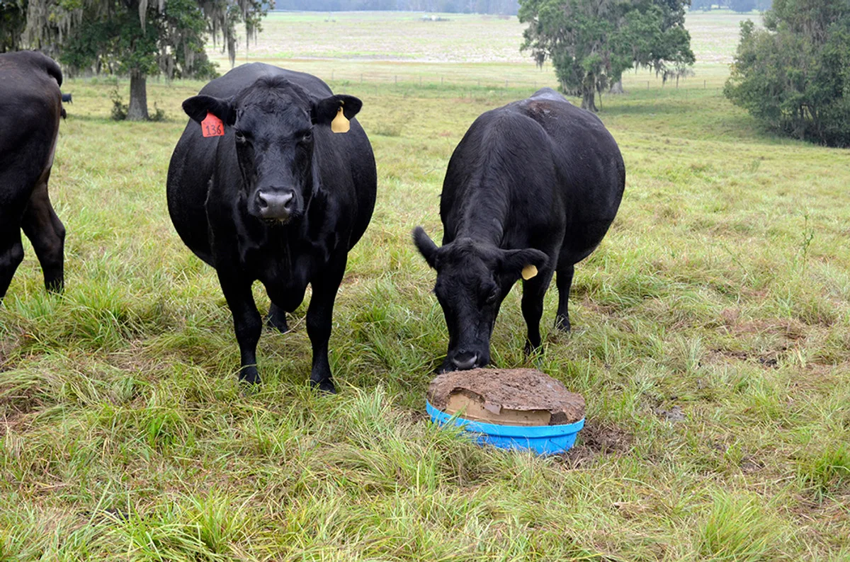 liveoakcattle.jpg