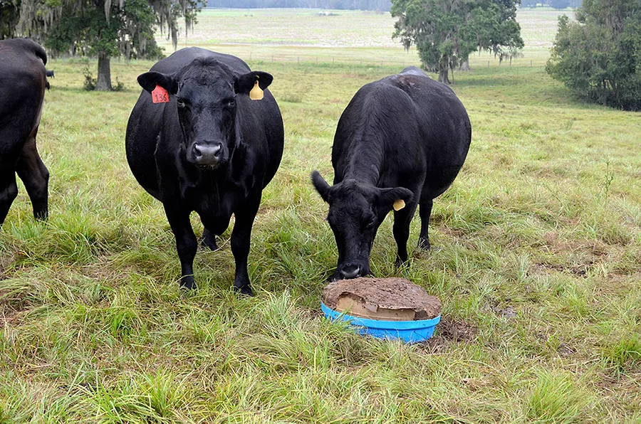 liveoakcattle.jpg
