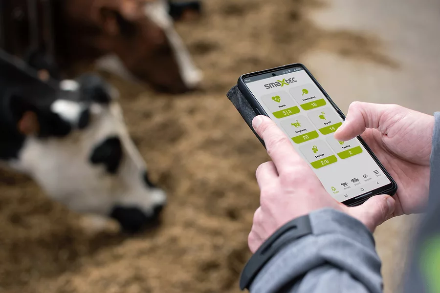 smaXtec App in action_Holstein.png