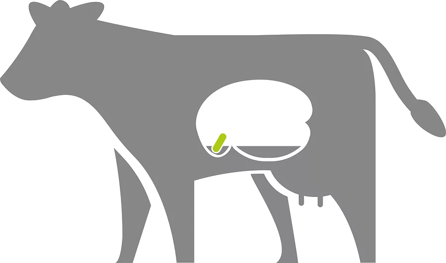 smaXtec cow.jpg