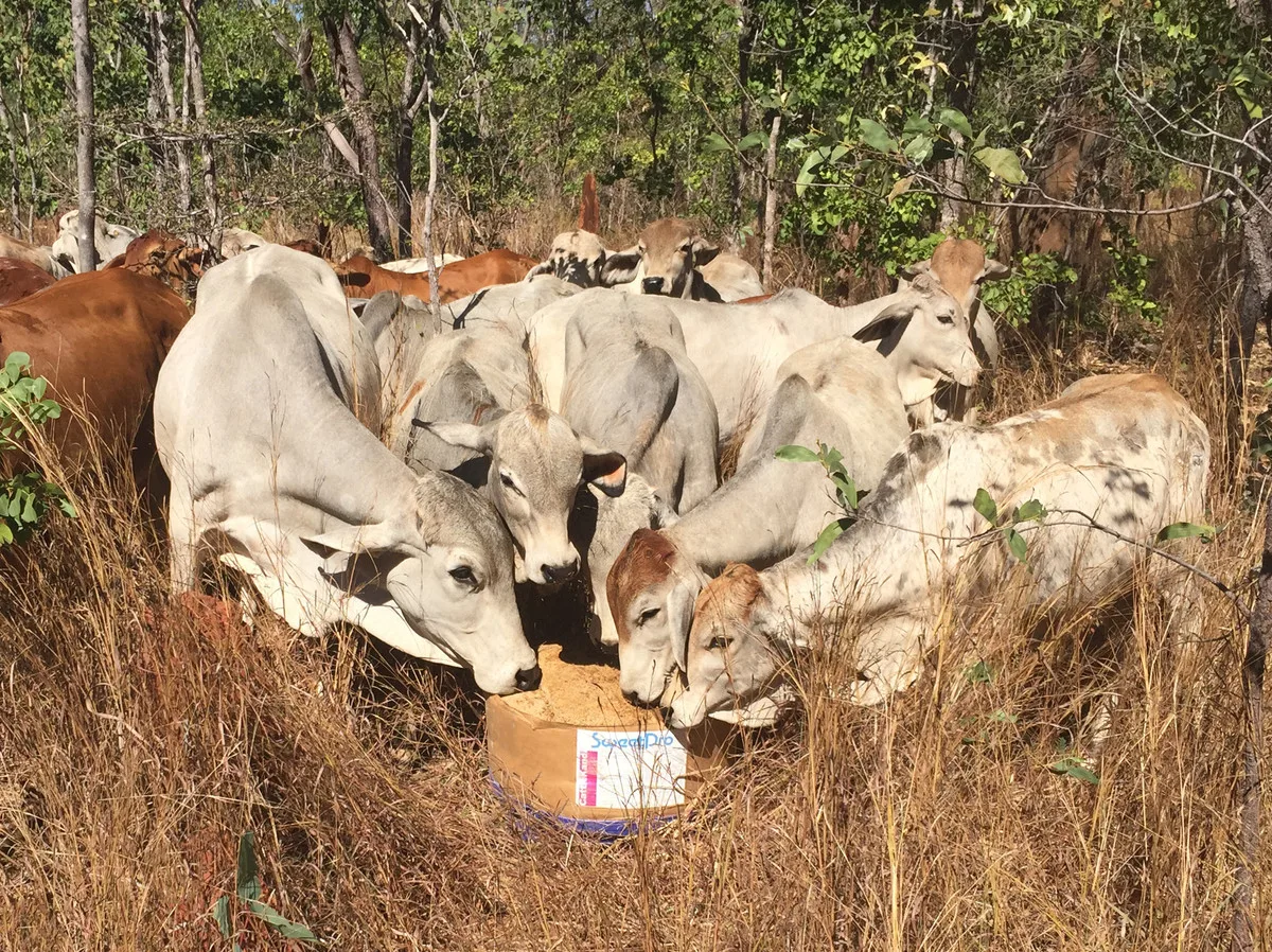 zebu_oz.jpg
