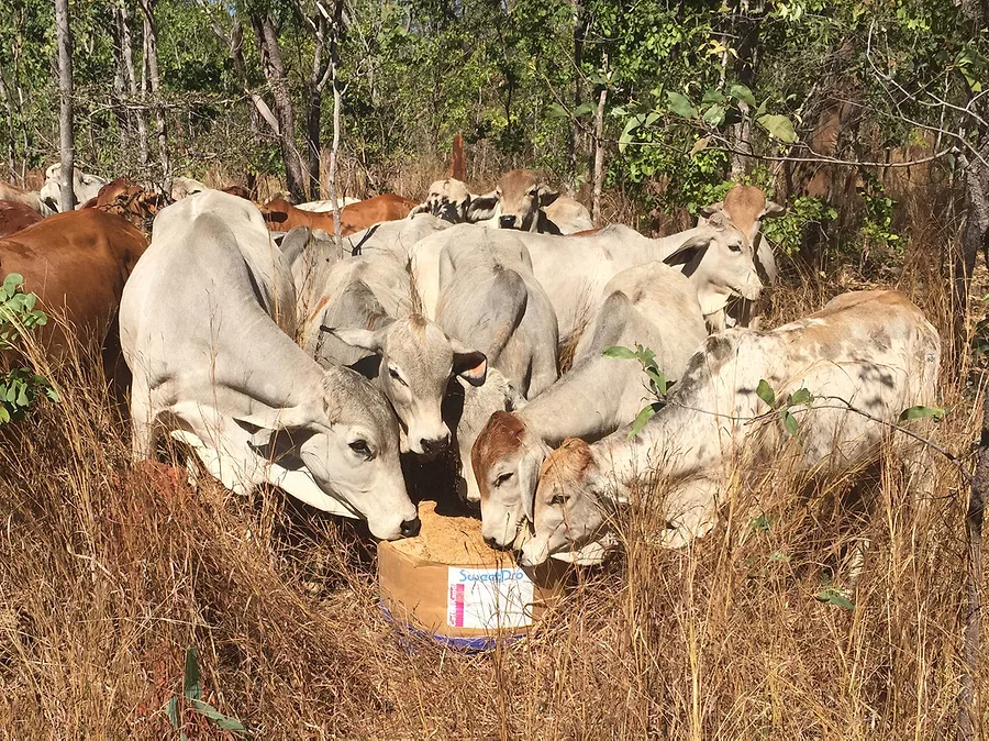 zebu_oz.jpg